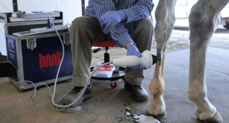 Shock Wave Therapy For Equine Back Pain - Mid-Rivers Equine Centre